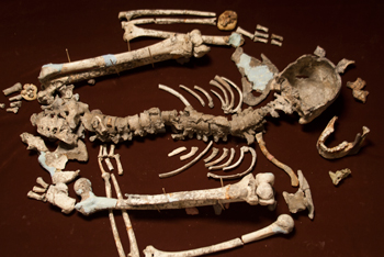 Paleolithic Perak Man skeleton